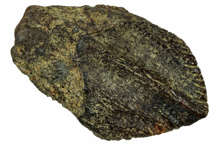 Fossil Juvenile Dinosaur (Triceratops) Tooth - Montana #339883